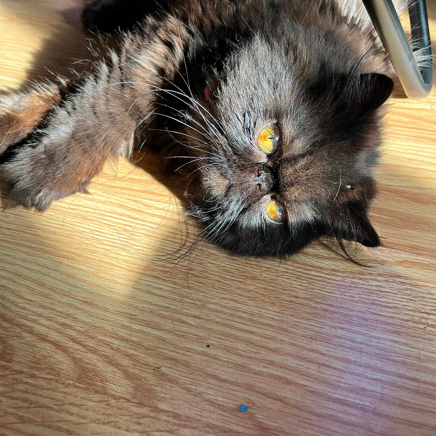 Ruby participe au concours pour gagner de l'argent avec cette photo : animal, blackcat, cat, computer, desk, electronics, furniture, hardware, hardwood, indoors, interiordesign, kitten, laptop, manx, pc, pet, plywood, stainedwood, table, wood