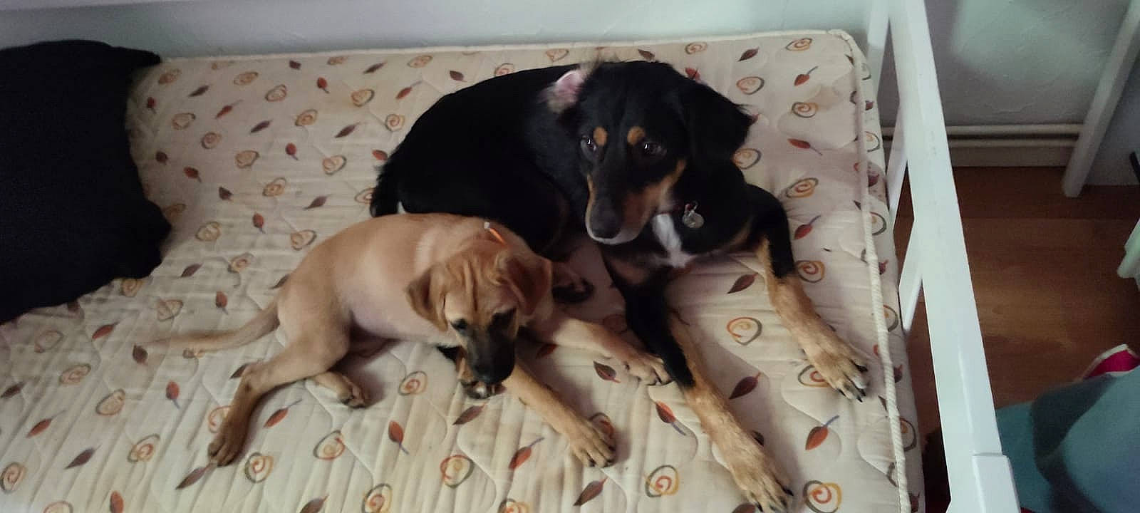 Joïa participe au concours pour gagner de l'argent avec cette photo : canidae, carnivore, comfort, companion_dog, dog, dog_breed, dog_supply, guard_dog, hound, hunting_dog, linens, pattern, paw, pet_supply, scent_hound, snout, sporting_group, working_animal, working_dog