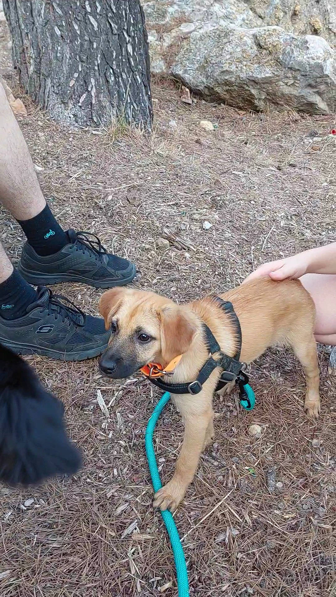 Joïa participe au concours pour gagner de l'argent avec cette photo : adventure, canidae, carnivore, collar, companion_dog, dog, dog_breed, dog_collar, dog_supply, fawn, gun_dog, human_leg, hunting_dog, leash, pet_supply, plant, soil, sporting_group, tail, working_animal