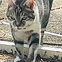 cat, tabby_cat, gray_cat, white_paws, walking, outdoor, sunlight, shadow, concrete, grass, daylight, pet, animal, feline, close_up, nature, mammal, striped, curious, alone