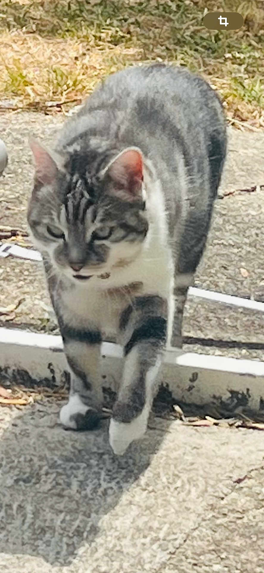 Maya