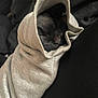 dog, sleeping, hoodie, wrapped, cozy, pet, animal, fur, face, cute, black, gray, resting, indoors, soft, warm, snug, closeup, young, quiet