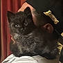 Stormy is registered to the contest to win money with this photo: cat, kitten, black_cat, person, hat, cap, lakers, indoor, closeup, pet, fur, face, eyes, holding, shoulder, portrait, cute, animal, feline, cozy