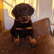 Aston a rejoint le concours — aidez-le/la à gagner de superbes lots ! puppy, rottweiler, dog, pet, brown_mat, indoor, sunlight, shadow, cute, fur, animal, young, portrait, sitting, paw, face, ears, collar, wall, closeup