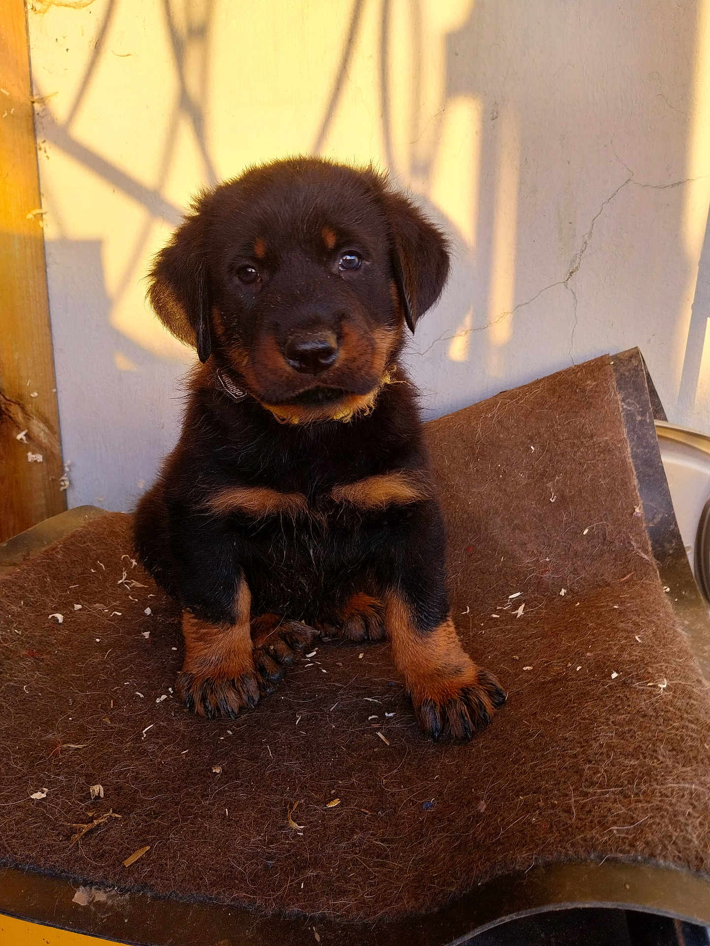 Aston a rejoint le concours — aidez-le/la à gagner de superbes lots ! puppy, rottweiler, dog, pet, brown_mat, indoor, sunlight, shadow, cute, fur, animal, young, portrait, sitting, paw, face, ears, collar, wall, closeup
