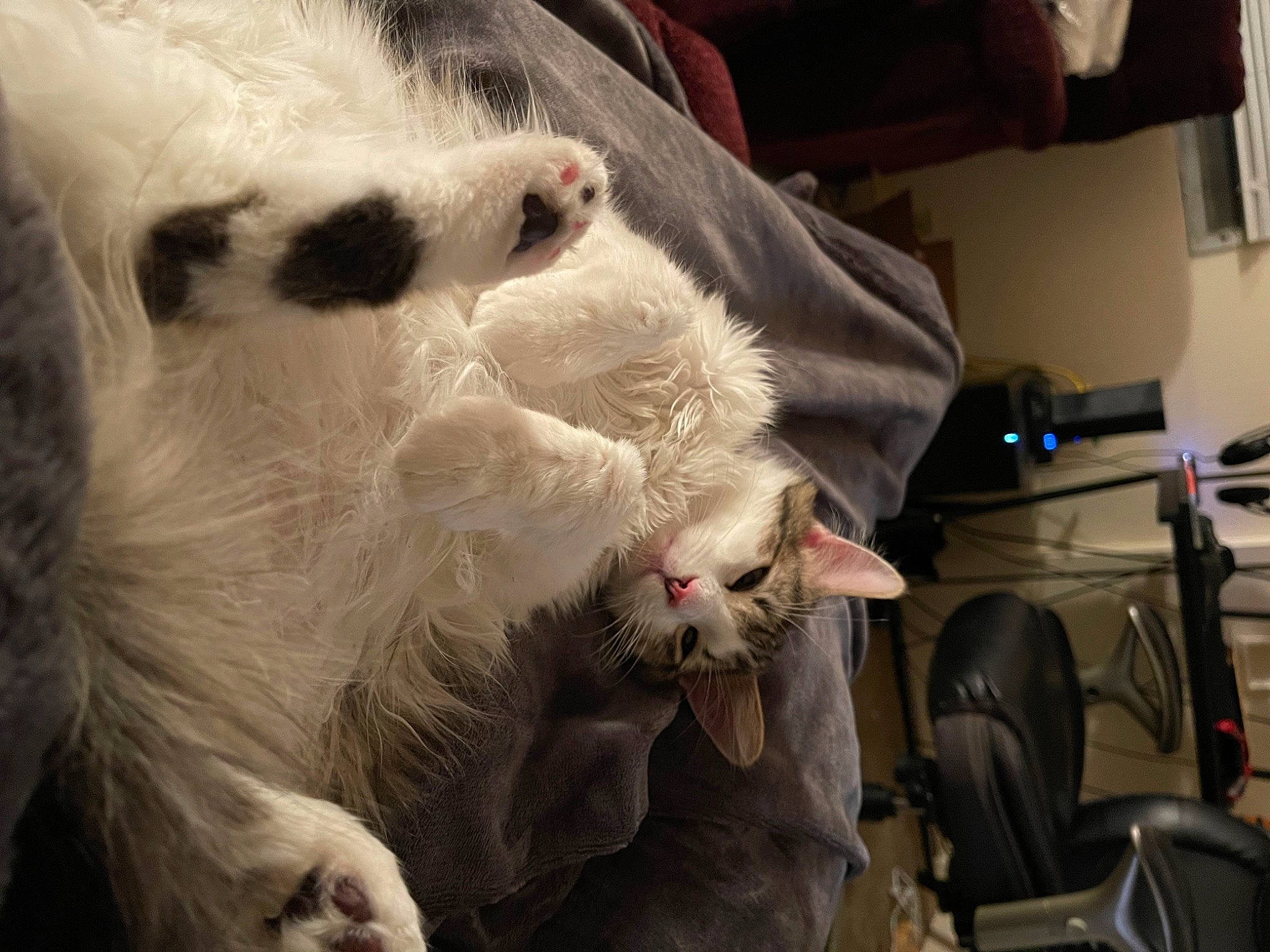 Chloë is registered to the contest to win money with this photo: canidae, carnivore, cat, claw, comfort, companion_dog, dog_breed, domestic_short_haired_cat, fang, fawn, felidae, fur, nap, paw, small_to_medium_sized_cats, snout, tail, terrestrial_animal, vertebrate, whiskers