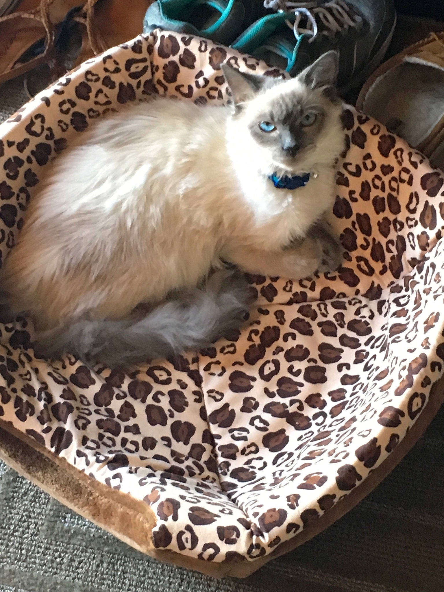 Hedwig joined the competition — help win amazing prizes! american_curl, asian, birman, carnivore, cat, domestic_long_haired_cat, fawn, felidae, fur, kitten, mammal, norwegian_forest_cat, ragamuffin, ragdoll, small_to_medium_sized_cats, thai, whiskers