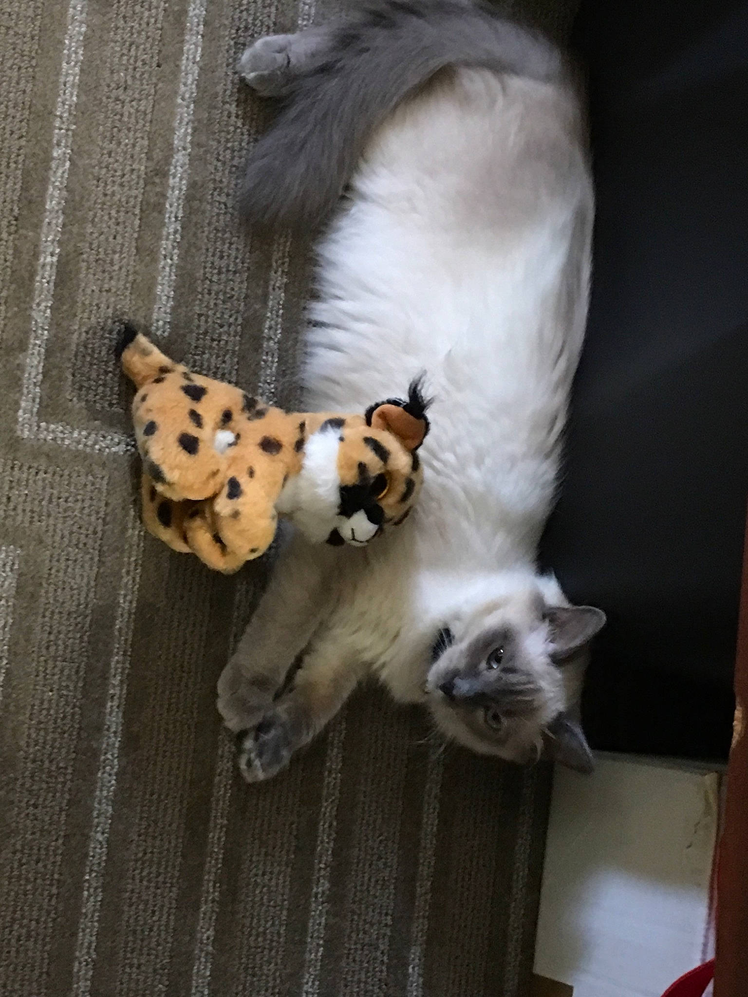 Hedwig joined the competition — help win amazing prizes! asian, carnivore, cat, fawn, felidae, fur, kitten, munchkin, paw, polydactyl_cat, ragdoll, small_to_medium_sized_cats, tail, whiskers