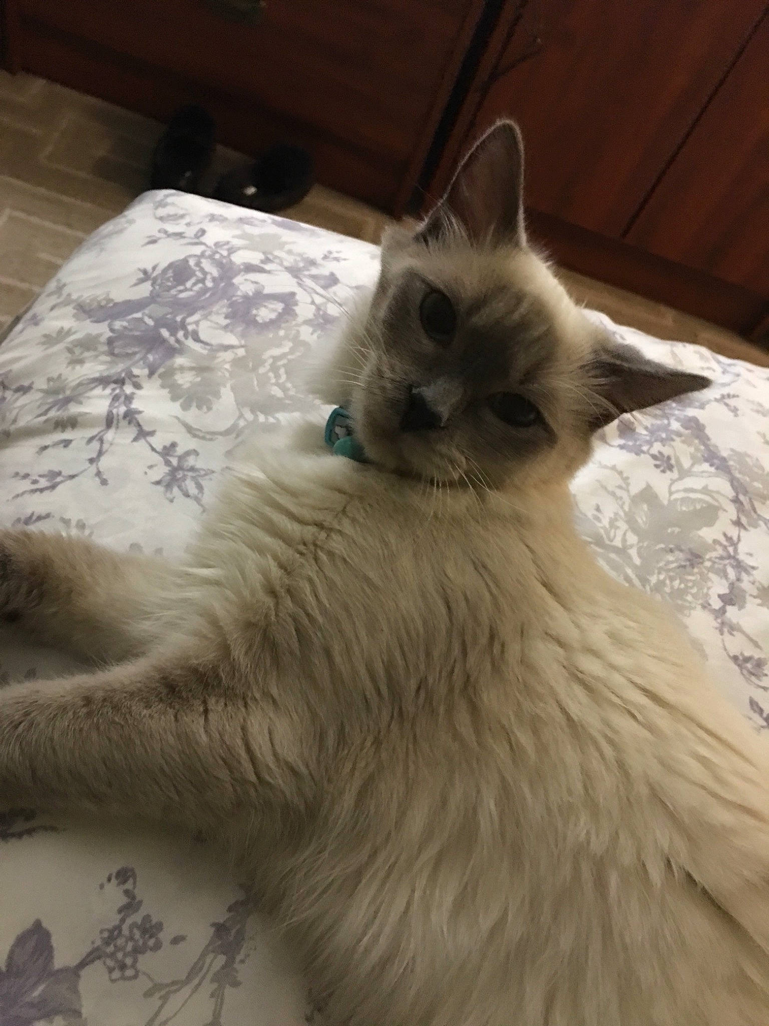 Hedwig joined the competition — help win amazing prizes! balinese, birman, carnivore, cat, colorpoint_shorthair, domestic_long_haired_cat, fawn, felidae, fur, himalayan, kitten, mammal, ragamuffin, ragdoll, siamese, small_to_medium_sized_cats, snowshoe, thai, tonkinese, whiskers
