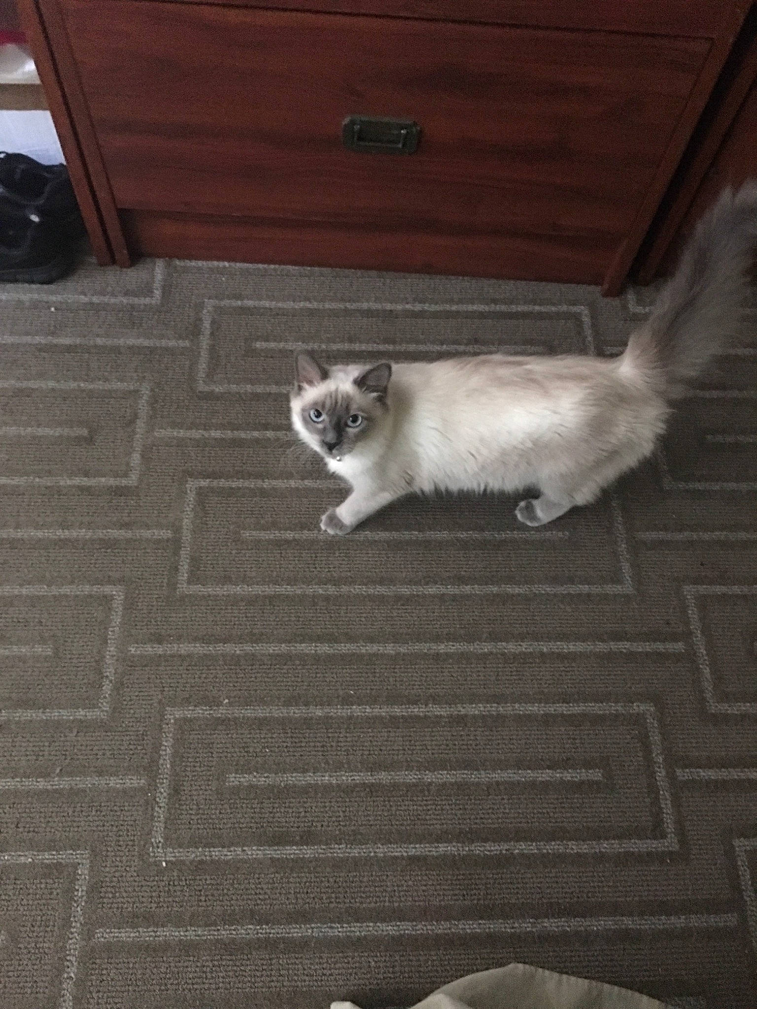 Hedwig is registered to the contest to win money with this photo: balinese, birman, carnivore, cat, domestic_long_haired_cat, fawn, felidae, floor, flooring, hardwood, kitten, mammal, ragdoll, small_to_medium_sized_cats, tail, turkish_angora, turkish_van, whiskers, wood