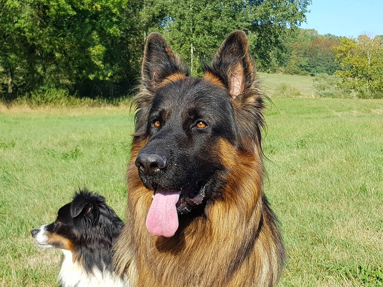 Lennox participe au concours pour gagner de l'argent avec cette photo : bohemian_shepherd, canidae, carnivore, dog, dog_breed, east_european_shepherd, german_shepherd_dog, giant_dog_breed, herding_dog, king_shepherd, kunming_wolfdog, mammal, old_german_shepherd_dog, rare_breed_dog, shiloh_shepherd_dog, tervuren, vertebrate