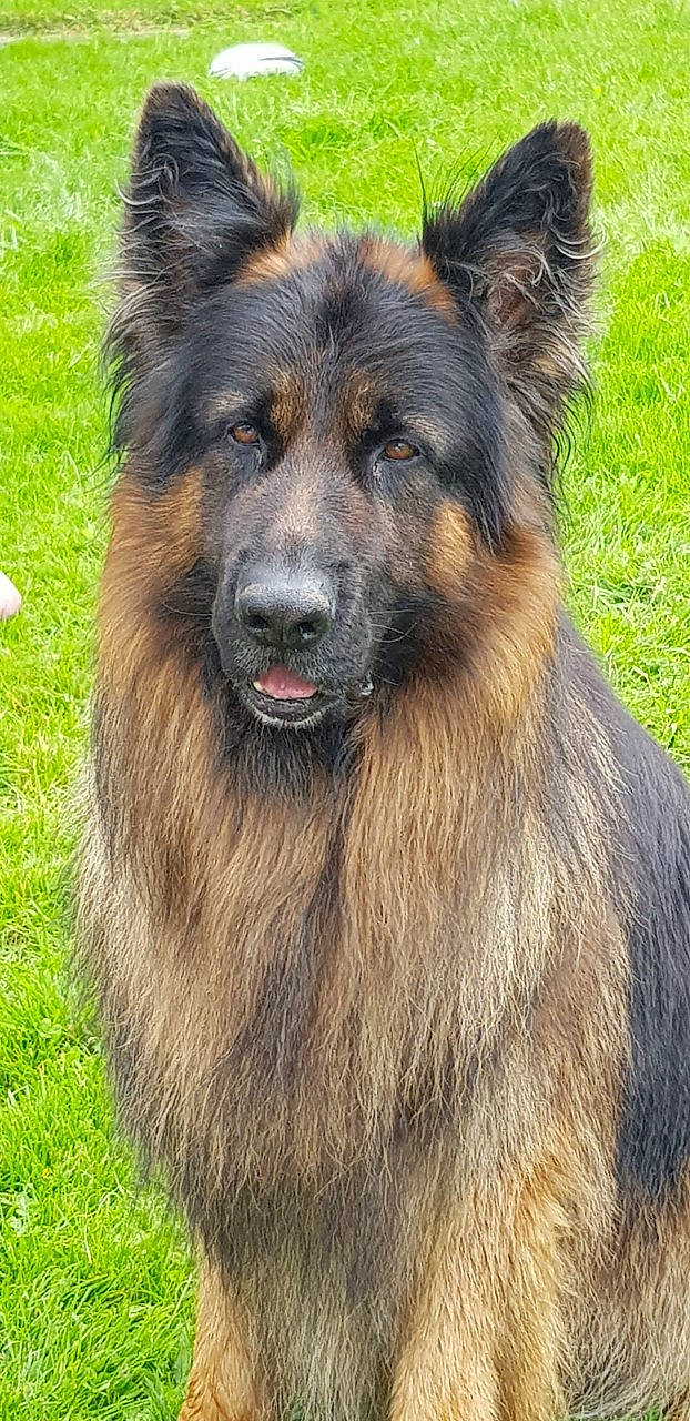 Lennox a rejoint le concours — aidez-le/la à gagner de superbes lots ! ancient_dog_breeds, bohemian_shepherd, canidae, carnivore, dog, dog_breed, east_european_shepherd, german_shepherd_dog, giant_dog_breed, herding_dog, king_shepherd, kunming_wolfdog, mammal, old_german_shepherd_dog, rare_breed_dog, shiloh_shepherd_dog, snout, tervuren, vertebrate, working_dog
