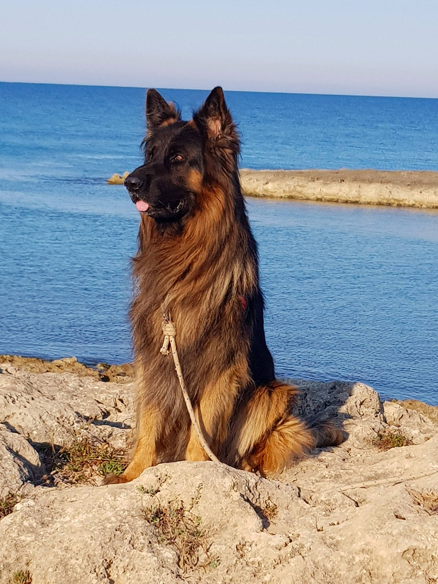 Lennox participe au concours pour gagner de l'argent avec cette photo : belgian_shepherd, belgian_shepherd_malinois, bohemian_shepherd, canidae, carnivore, dog, dog_breed, east_european_shepherd, fawn, german_shepherd_dog, king_shepherd, kunming_wolfdog, mammal, old_german_shepherd_dog, rare_breed_dog, sea, shiloh_shepherd_dog, sporting_group, tervuren, vertebrate