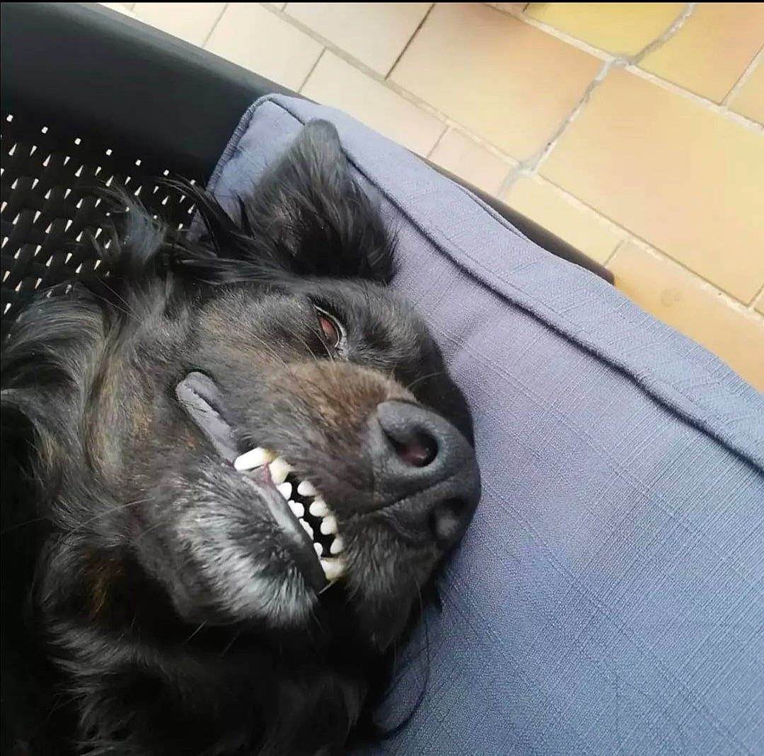 Sun a rejoint le concours — aidez-le/la à gagner de superbes lots ! canidae, carnivore, claw, companion_dog, dog, dog_breed, fang, felidae, flooring, fur, liver, mammal, paw, small_to_medium_sized_cats, snout, sporting_group, terrestrial_animal, whiskers, wildlife, working_animal