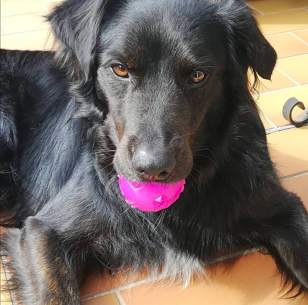 Sun participe au concours pour gagner de l'argent avec cette photo : borador, canidae, carnivore, collar, companion_dog, dog, dog_breed, dog_collar, fur, guard_dog, gun_dog, hunting_dog, retriever, snout, sporting_group, whiskers, working_animal, working_dog