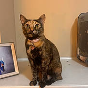 Bitzy joined the competition — help win amazing prizes! animal, bell, cat, collar, curious, cute, decor, feline, framed_photo, fur_pattern, home, indoor, pet, portrait, sitting, tag, tortoiseshell, warm_lighting, white_ledge, yellow_eyes