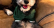 Remington Kai is registered to the contest to win money with this photo: animal, black_and_white, canine, couch, cozy, cute, dog, fluffy, fur, happy, hat, home, hoodie, indoor, looking_at_camera, pet, portrait, relaxed, seated, smiling