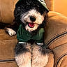 animal, black_and_white, canine, couch, cozy, cute, dog, fluffy, fur, happy, hat, home, hoodie, indoor, looking_at_camera, pet, portrait, relaxed, seated, smiling