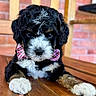 bench_slats, black_and_white_fur, bow_tie, brick_wall, close_up, curly_fur, cute, dog, front_paws, indoors, muzzle, nose, pet, plaid, portrait, puppy, sitting, whiskers, white_paws, wooden_bench