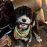 animal, bandana, black_and_white, blanket, couch, cozy, curly_fur, cute, dog, domestic_animal, fur, furry, happy, indoor, leather_couch, pet, plaid, sitting, smiling, tongue_out