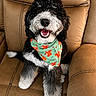 animal, bandana, black_and_white, close_up, couch, curly_fur, cute, dog, domestic_animal, front_paws, fur, green_bandana, happy, indoor, leather_couch, pet, portrait, sitting, smiling, squirrels_pattern