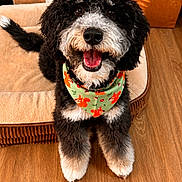 Remington Kai joined the competition — help win amazing prizes! animal, bandana, black_and_white, canine, companion, cozy, cute, dog, dog_bed, domestic, fur, happy, indoor, looking_up, pet, playful, sitting, smiling, tongue_out, wooden_floor