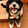 animal, bandana, black_and_white, canine, companion, cozy, cute, dog, dog_bed, domestic, fur, happy, indoor, looking_up, pet, playful, sitting, smiling, tongue_out, wooden_floor