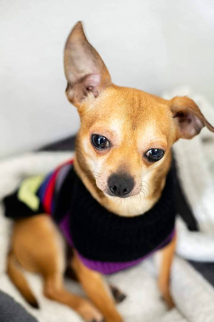 Gino a rejoint le concours — aidez-le/la à gagner de superbes lots ! ancient_dog_breeds, canidae, carnivore, chihuahua, companion_dog, corgi_chihuahua, dog, dog_breed, ear, fawn, feist, mammal, miniature_fox_terrier, puppy, rare_breed_dog, snout, sporting_group, toy_dog, vertebrate, whiskers