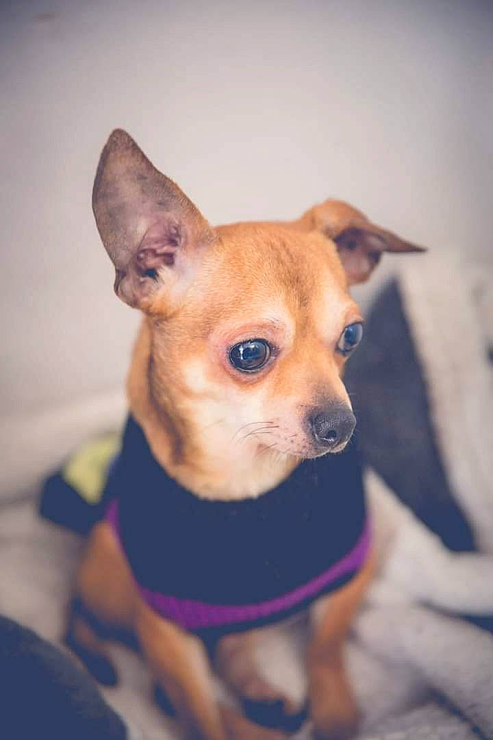 Gino a rejoint le concours — aidez-le/la à gagner de superbes lots ! canidae, carnivore, chihuahua, companion_dog, corgi_chihuahua, dog, dog_breed, ear, eye, fawn, mammal, puppy, rare_breed_dog, skin, snout, toy_dog, vertebrate, whiskers