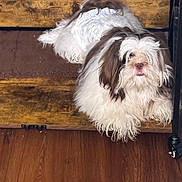 Zeus is registered to the contest to win money with this photo: dog, fluffy, white, brown, long_fur, diaper, wooden_step, indoor, pet, animal, cute, relaxed, fur, floor, looking, resting, domestic, companion, small_dog, home