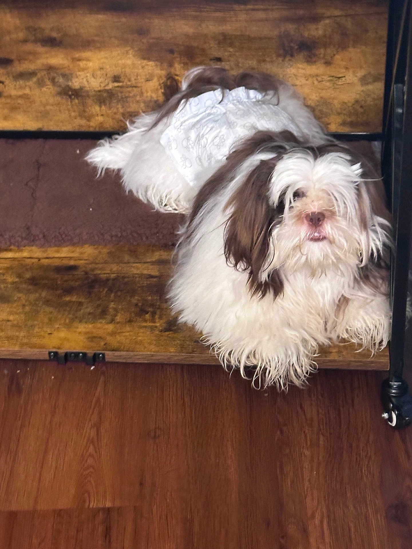 Zeus