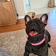 Lily is registered to the contest to win money with this photo: dog, french_bulldog, pet, indoor, rug, hardwood_floor, pink_collar, tongue_out, happy, close_up, black_coat, ears, chew_toy, sitting, front_paws, living_room, wooden_cabinet, backpack, tile_floor, smile
