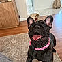 dog, french_bulldog, pet, indoor, rug, hardwood_floor, pink_collar, tongue_out, happy, close_up, black_coat, ears, chew_toy, sitting, front_paws, living_room, wooden_cabinet, backpack, tile_floor, smile