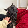 dog, french_bulldog, pet, black_dog, brindle_coat, human_hand, hand, red_blanket, blanket_texture, couch, sofa, indoor, portrait, looking_back, eye_contact, wrinkled_face, collar, cozy, cute, relaxing
