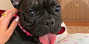 Lily is registered to the contest to win money with this photo: dog, french_bulldog, tongue_out, close_up, pet, indoor, collar, hand, nail_polish, ring, couch, tv, cabinet, blanket, heart_pattern, ears, eyes, wrinkled_face, black_fur, sitting