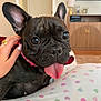 dog, french_bulldog, tongue_out, close_up, pet, indoor, collar, hand, nail_polish, ring, couch, tv, cabinet, blanket, heart_pattern, ears, eyes, wrinkled_face, black_fur, sitting