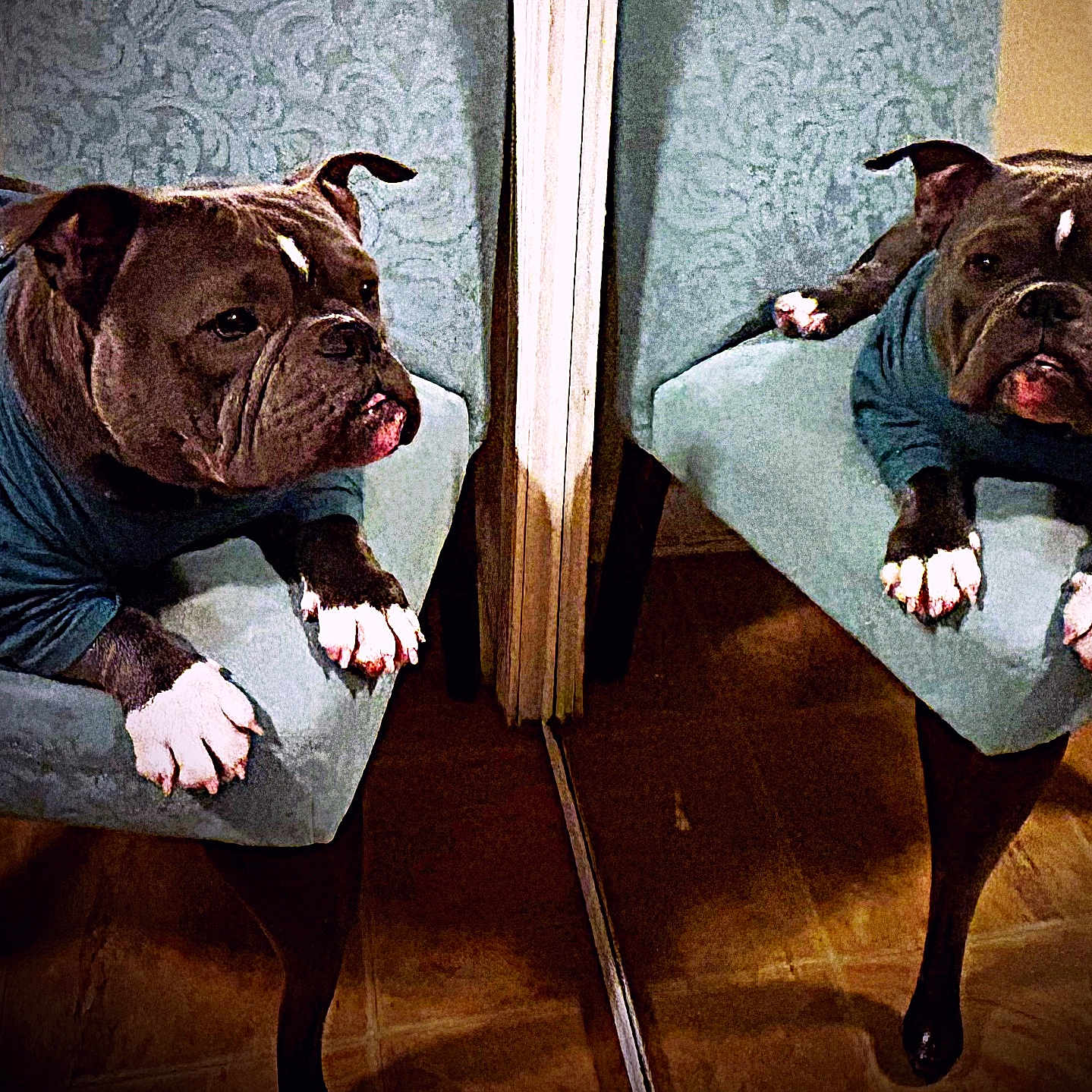 Truman Cobb joined the competition — help win amazing prizes! animal, blue_clothing, bulldog, chair, cute, dog, domestic, ears, floor, furniture, indoor, mirror, paws, pet, portrait, reflection, relaxed, sitting, snout, wooden_floor