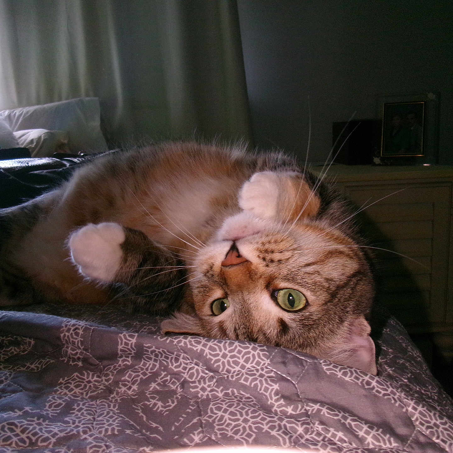 Faith is registered to the contest to win money with this photo: cat, tabby, green_eyes, bed, bedspread, paws, indoor, curtains, window, resting, cute, pet, feline, whiskers, fur, relaxed, cozy, household, animal, upside_down