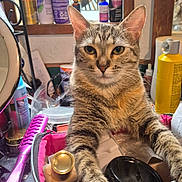Kiki is registered to the contest to win money with this photo: cat, tabby_cat, pet, animal, feline, portrait, sitting, front_view, striped_fur, yellow_eyes, whiskers, ears, makeup, cosmetics, beauty_products, makeup_brushes, makeup_case, bathroom, mirror, indoors