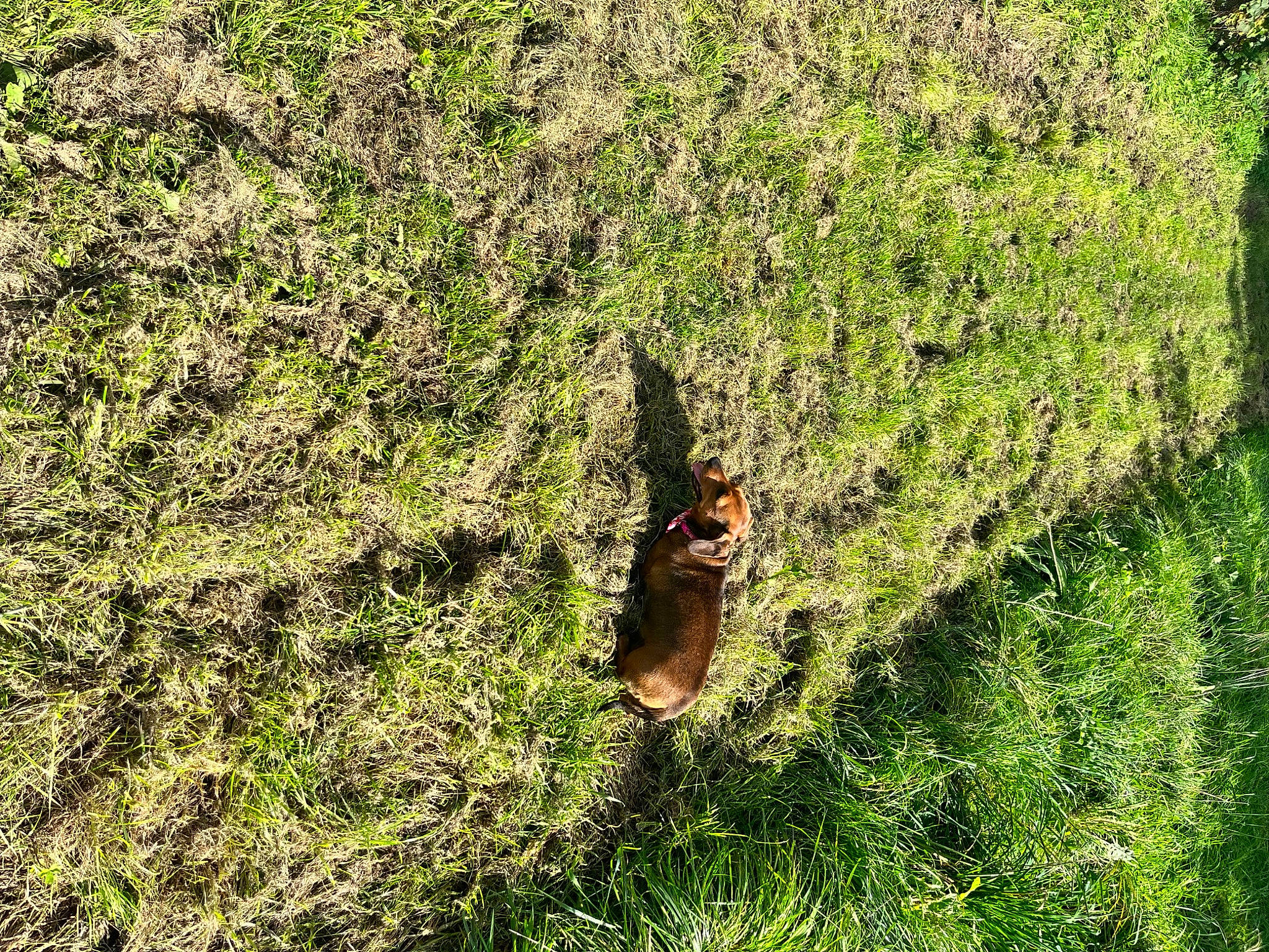 Happy is registered to the contest to win money with this photo: brown_hare, fawn, grass, grass_family, grassland, groundcover, hare, meadow, pasture, people_in_nature, plant, rabbit, rabbits_and_hares, rodent, shrub, snout, squirrel, tail, terrestrial_animal, wood