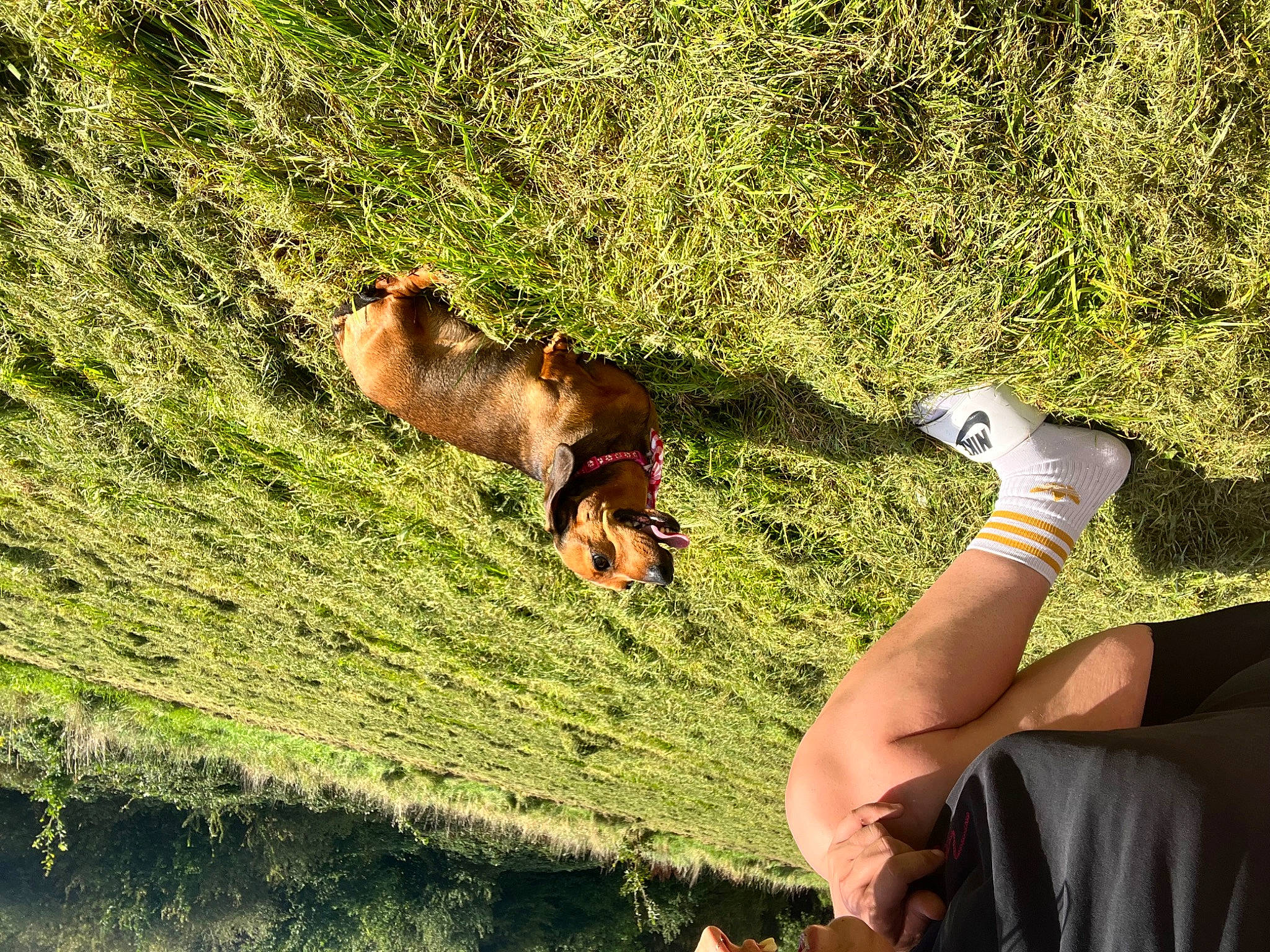 Happy is registered to the contest to win money with this photo: adaptation, barefoot, fawn, foot, gesture, grass, grass_family, grassland, groundcover, human_leg, landscape, lawn, meadow, pasture, people_in_nature, plant, terrestrial_animal, tree, wilderness, wrist