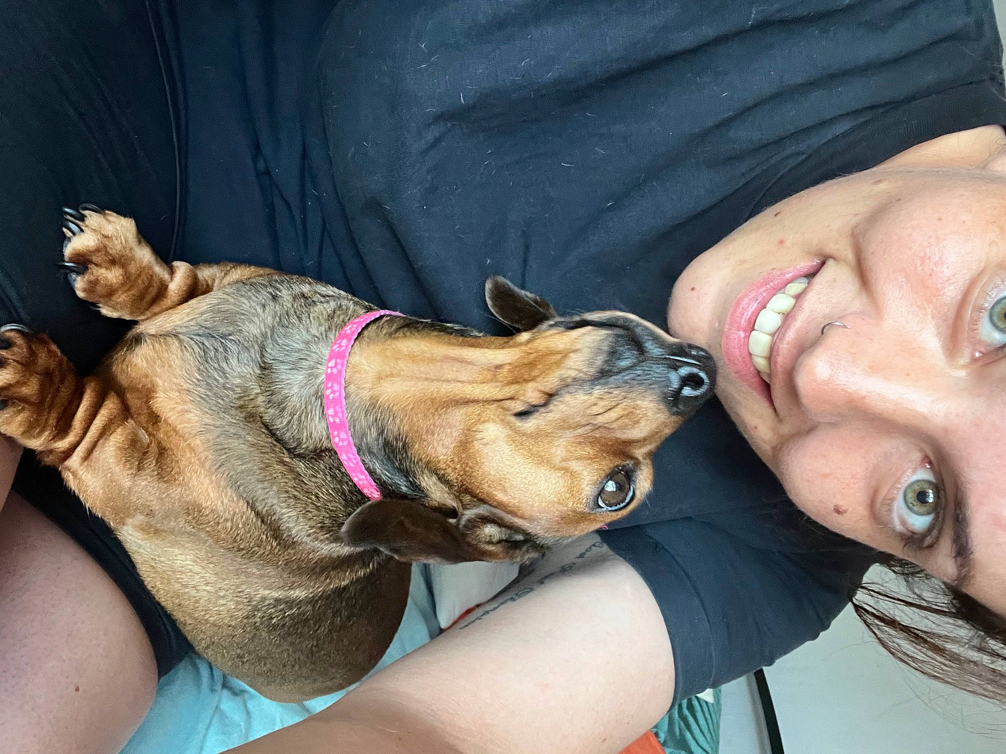 Happy is registered to the contest to win money with this photo: canidae, carnivore, collar, companion_dog, dog, dog_breed, dog_collar, ear, eyelash, fashion_accessory, fawn, gesture, happy, jaw, leash, mammal, smile, snout, sporting_group, vertebrate