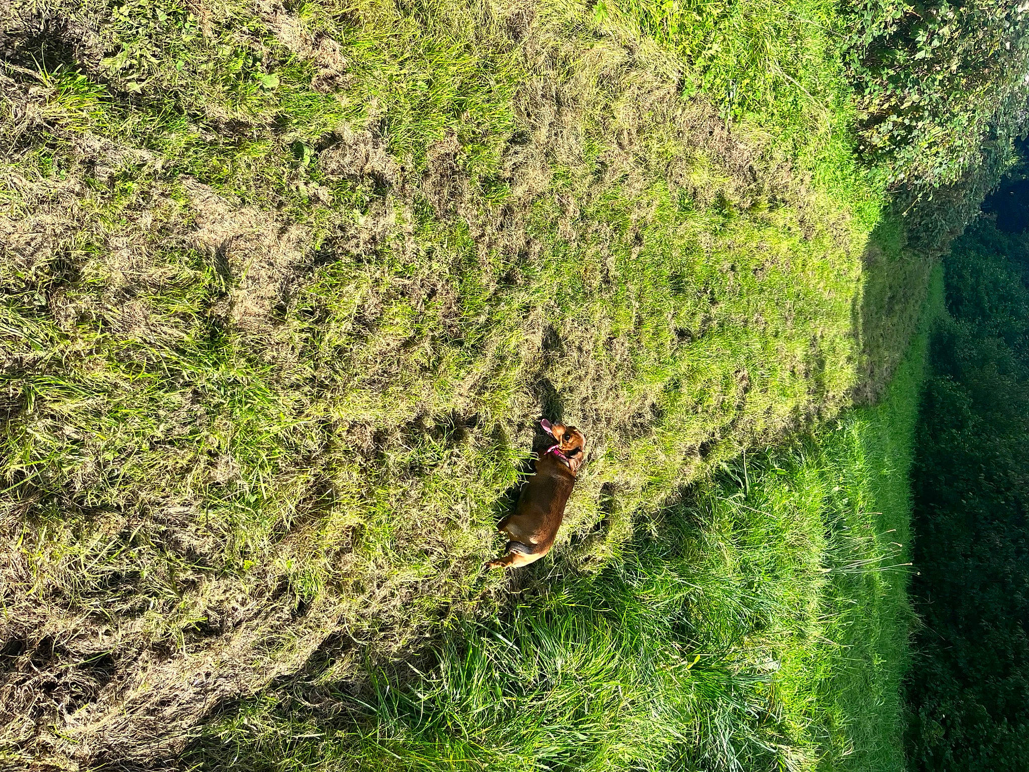 Happy joined the competition — help win amazing prizes! forest, geology, grass, grassland, groundcover, landscape, natural_landscape, non_vascular_land_plant, pasture, people_in_nature, plant, rock, shrub, slope, soil, terrestrial_plant, tree, trunk, watercourse, wood