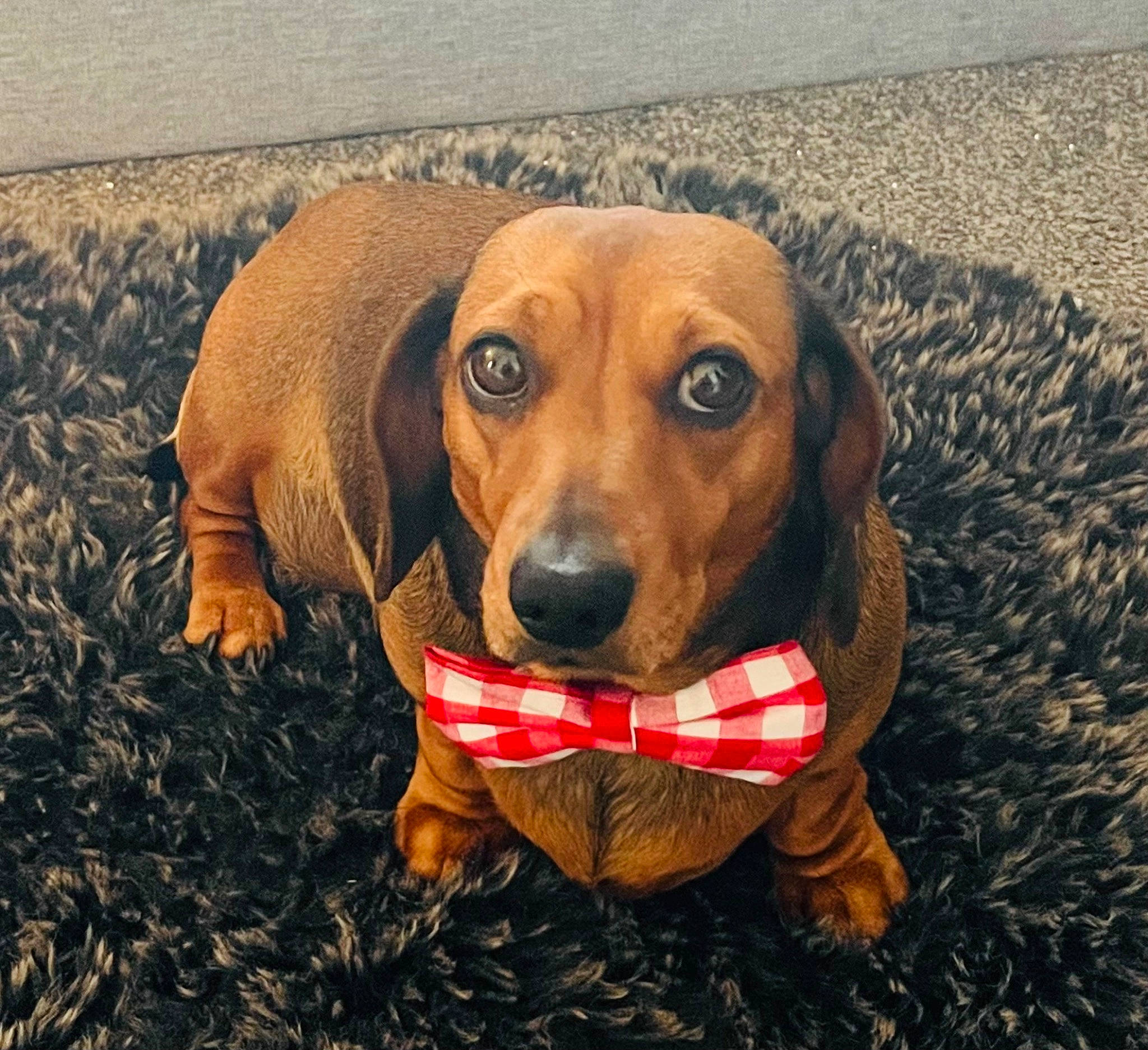 Happy is registered to the contest to win money with this photo: canidae, carnivore, companion_dog, dog, dog_breed, dog_supply, fawn, grass, hound, hunting_dog, liver, pet_supply, plant, scent_hound, snout, sporting_group, terrestrial_animal, whiskers, working_animal