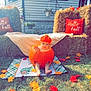 Steven Jr is registered to the contest to win money with this photo: baby, pumpkin, autumn, fall, hay_bale, plaid_pillow, hello_fall, grass, leaves, sunflower, knitted_hat, outdoor, seasonal_decoration, child, cute, holiday, festive, orange, decoration, nature
