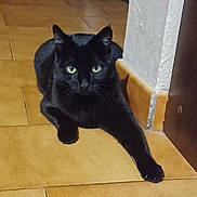 émeraude participe au concours pour gagner de l'argent avec cette photo : black_cat, cat, feline, pet, green_eyes, whiskers, paw, tile_floor, indoor, doorway, wall, curious, sitting, portrait, looking_at_camera, fur, close_up, paws, home_interior, resting