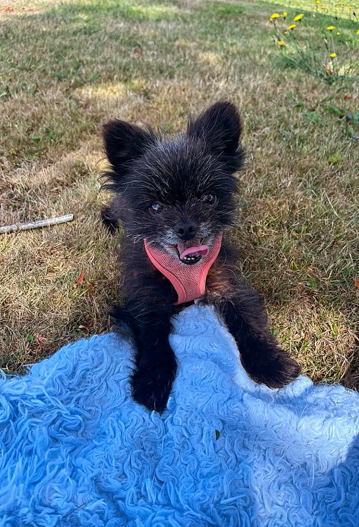 Ella joined the competition — help win amazing prizes! dog, small_dog, black_dog, pink_harness, outdoor, grass, blanket, happy, playful, pet, animal, fur, tongue_out, sunlight, nature, cute, looking_at_camera, lying_down, summer, fluffy