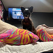 Ella joined the competition — help win amazing prizes! dog, small_dog, bed, blanket, plush_pillow, colorful_pillow, television, room, indoor, ceiling_light, wall, black_dog, pet, furniture, cushion, cozy, animal, ears, cute, home