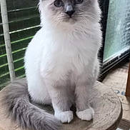 Molly participe au concours pour gagner de l'argent avec cette photo : cat, kitten, fluffy, white, gray, sitting, stool, wooden_stool, indoor, pet, animal, feline, fur, tail, ears, eyes, curious, closeup, portrait, natural_light
