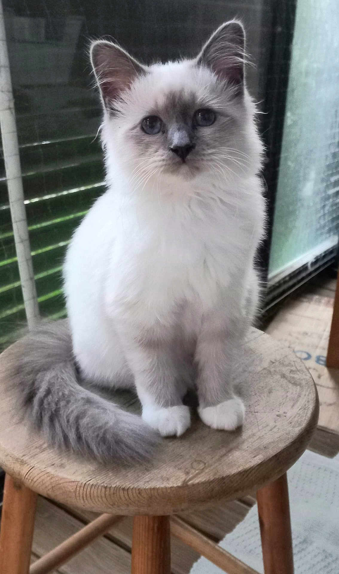 Molly